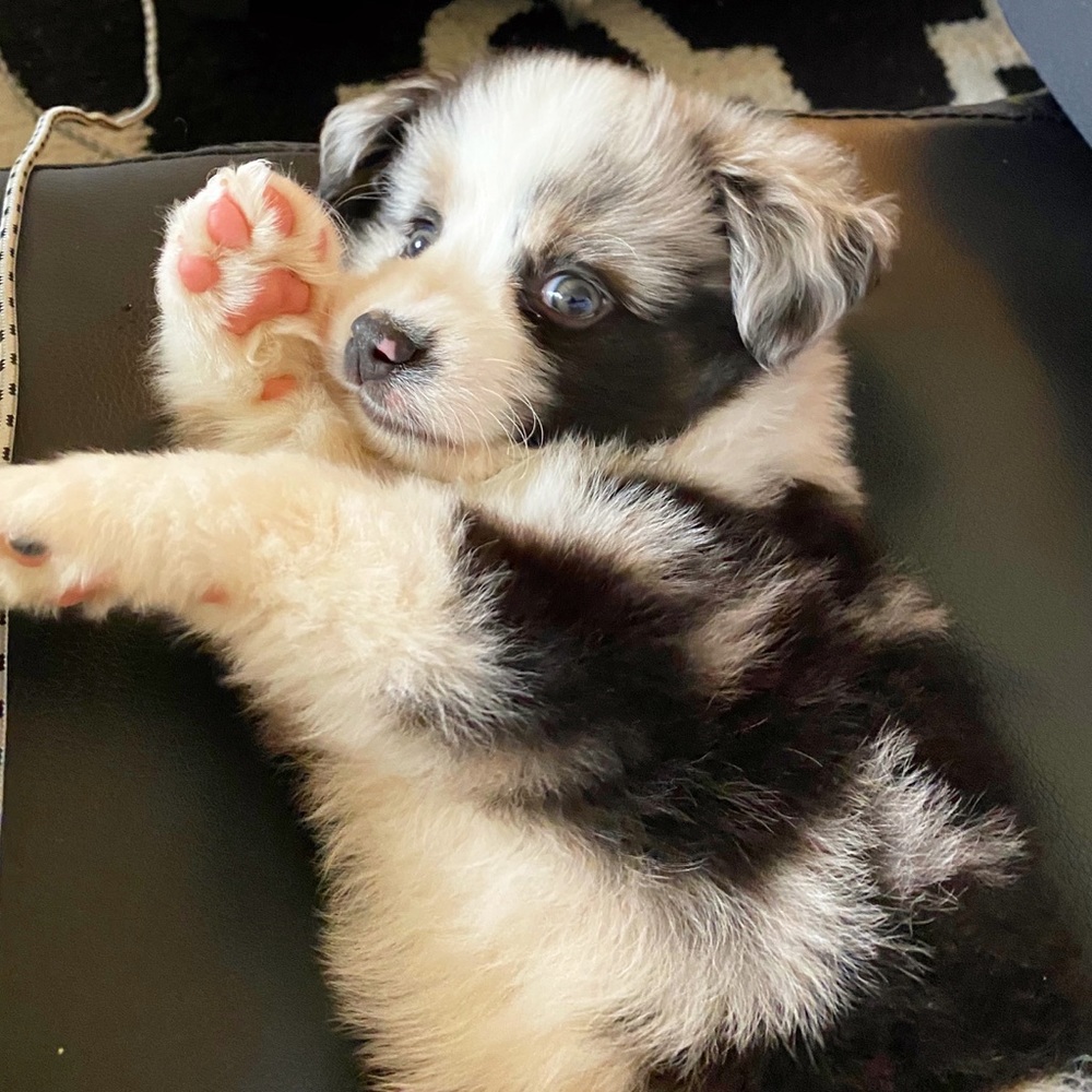 Meet your Posher, Ivy